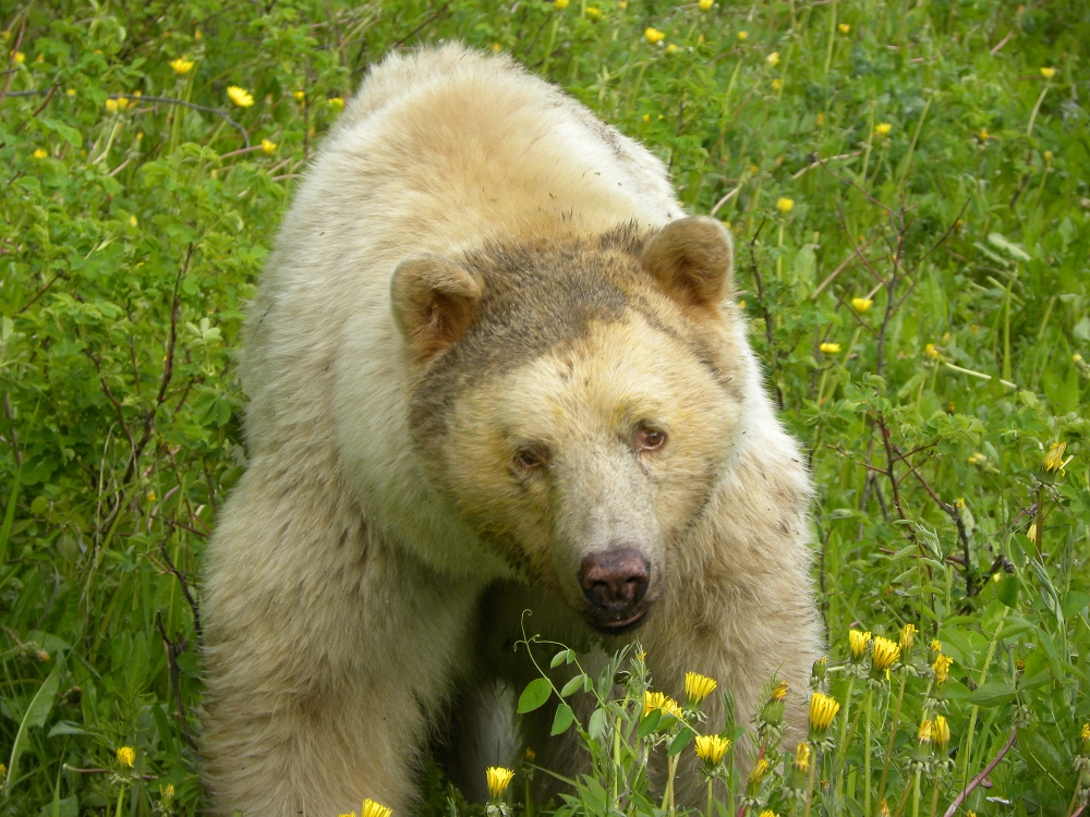 ours kermode
